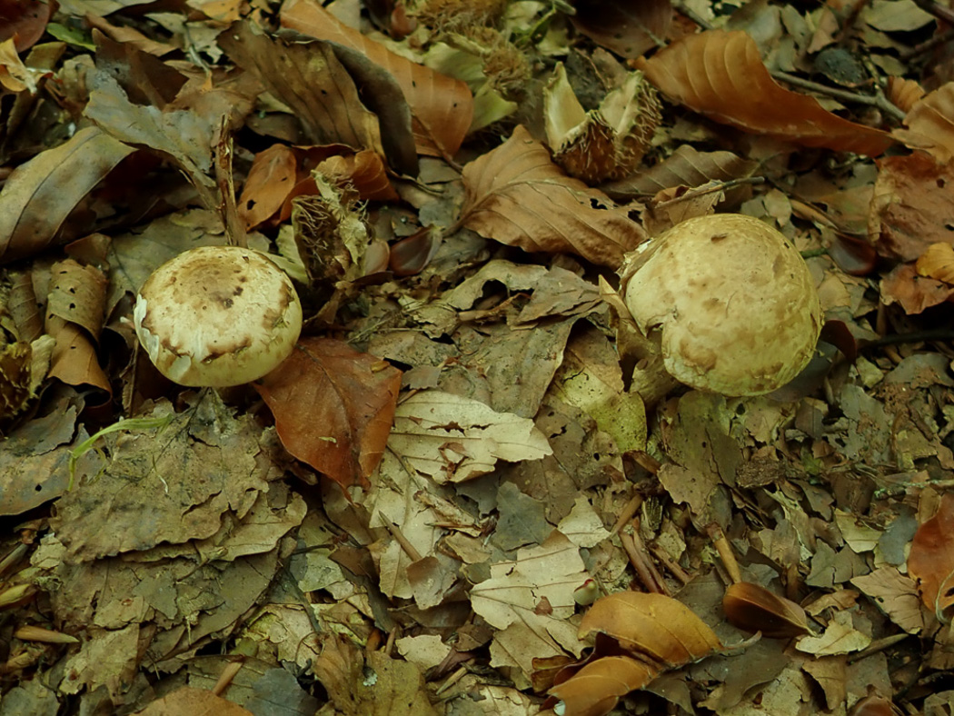 Photo © Penny Cullington Hebeloma radicosum by Penny Cullington